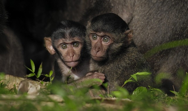 Tsunamiden Ciddi Hasar Gören Nicobar Adalarının Değişimini anlatan ‘Nicobar Adaları: Bir Maymunun Öyküsü’ 14 Eylül Cumartesi Günü 21.00’de National Geographic WILD Ekranlarında!